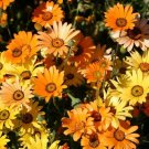Daisy AFRICAN DWARF ORANGE Drought Tolerant Heirloom Meadow Non-GMO 200 Seeds