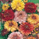 Painted Daisy DUNETTI MIX Heirloom Chrysanthemum Perennial Non-GMO 100 Seeds