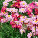 Painted Daisy ROBINSONS GIANT MIX Perennial Huge Cut Flowers Non-GMO 50 Seeds