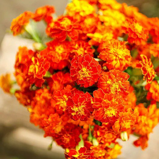 French Marigold BROCADE MIX Dwarf Beneficial to Gardens Non-GMO 100 Seeds