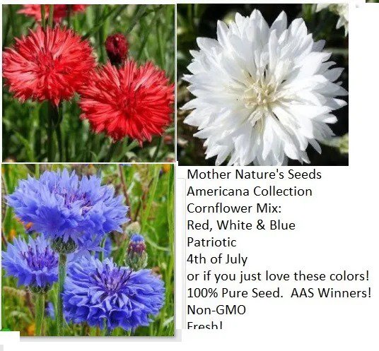 Cornflower / Bachelor Button Red White & Blue Mix July 4th USA Non-GMO 450 Seeds