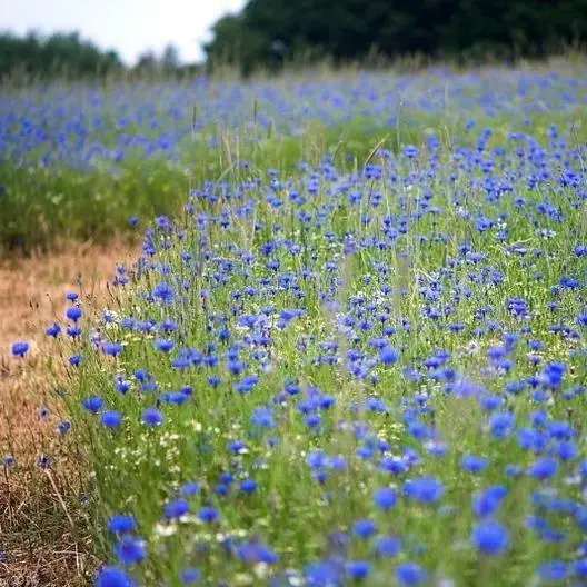 Cornflower / Bachelor Button TALL BLUE Heirloom AAS WINNER Non-GMO 400 Seeds
