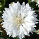 Cornflower / Bachelor Button TALL WHITE Heirloom Sun/Shade Non-GMO 400 Seeds