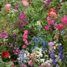 Wildflower Mix SHADE with Perennials 16 Species Pollinators Non-GMO 500+ Seeds