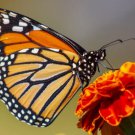 French Marigold QUEEN SOPHIA Beneficial Flower Heirloom Garden Non-GMO 100 Seeds