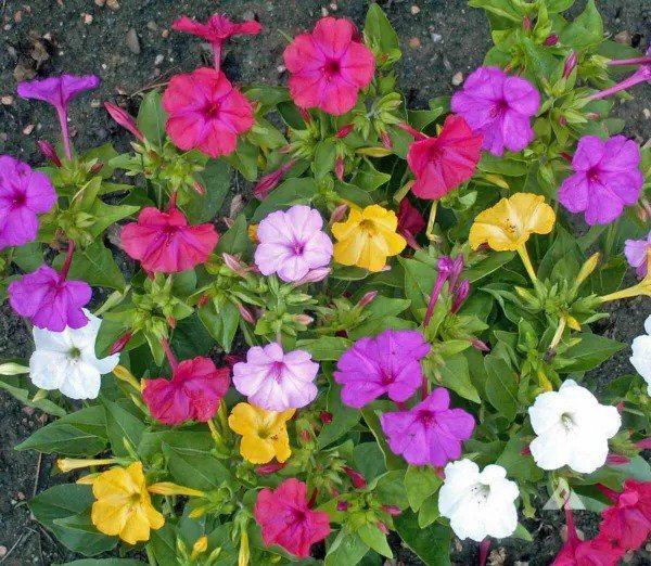 Four O&acirc;��Clock FORMULA Mix Perennial NonGMO Pink Red Yellow White Flowers 25 Seeds