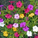 Four O’Clock FORMULA Mix Perennial NonGMO Pink Red Yellow White Flowers 25 Seeds