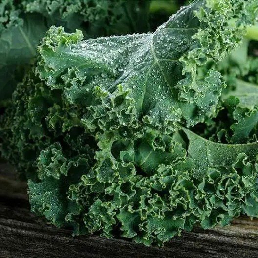 KALE Blue Curled Scotch Vates Heirloom MicroGreens Healthy Non-GMO 400 Seeds