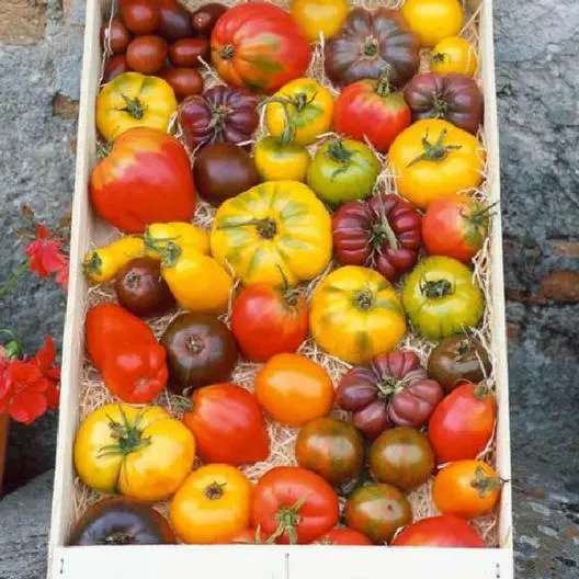 Tomato Mix HEIRLOOM Open Pollinated Bright Flavorful Colorful Non-GMO 50 Seeds