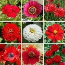 Wildflower Mix BIG RED Heirloom Flowers Hummingbirds Bees USA Non-GMO 500+ Seeds