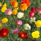 Poppy CALIFORNIA FORMULA MIX Honey Bees Wild Bees Love Poppies NonGMO 1500 Seeds