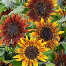Sunflower DWARF MARDI GRAS 36"" Tall Finches Butterflies Love Non-GMO 50 Seeds