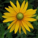 Black Eyed Susan GREEN EYES Rudbeckia Green Center Rare Non-GMO 100 Seeds