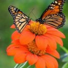 Sunflower MEXICAN TORCH Bees Butterflies Hummingbirds USA Non-GMO 100+ Seeds