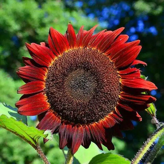 Sunflower RED SUN 5-6&acirc;�� Bronze/Maroon Flowers 6"" Pollinators Non-GMO 25 Seeds