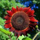 Sunflower RED SUN 5-6’ Bronze/Maroon Flowers 6"" Pollinators Non-GMO 25 Seeds