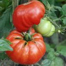 Tomato MORTGAGE LIFTER Large Beefsteak Indeterminate Heirloom Non-GMO 50 Seeds