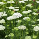Bishop's Flower Seeds (False Queen Anne's Lace) Butterflies Non-GMO 500 Seeds