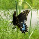 Fennel Seeds Herb Perennial Swallowtail Butterfly Host Plant Non-GMO 200 Seeds