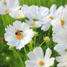 Cosmos PURITY ALL WHITE Angel Garden Moon Garden Tall Non-GMO 100 Seeds