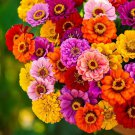 Zinnia CALIFORNIA GIANTS Multi-Colored Pollinators BEST SELLER Non-GMO 100 seeds