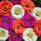 Zinnia UNDER THE SEA New Heirloom Mix Pollinators Butterflies Non-GMO 100 Seeds