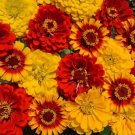 Zinnia SOUTH OF THE BORDER Butterflies Hummingbirds Heirloom Non-GMO 100 Seeds