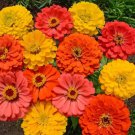 Zinnia FRUITY BEAUTY Mix Attracts Hummingbirds and Butterflies Non-GMO 100 Seeds