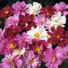 Cosmos PSYCHE Mix Beautiful 4” Frilly Double Petals 3-4’ High Non-GMO 100 Seeds