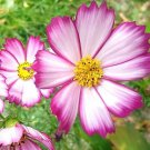 Cosmos PICOTEE Sensation Striped Edges Red & White Flowers Non-GMO 100 Seeds