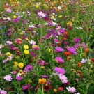 Wildflower Mix BOUQUETS FOR DAYS Heirloom Garden Pollinators Non-GMO 500 Seeds