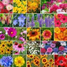 Wildflower Mix BURST OF BLOOM Butterflies Bees 20 Species USA Non-GMO 500+ Seeds