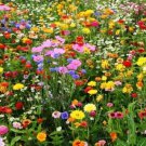 Wildflower Mix CUT FLOWERS Beautiful Blooms Heirloom USA Non-GMO 500+ Seeds
