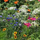 Wildflower Mix DROUGHT RESISTANT 25 Species Dry Area Flowers Non-GMO 500+ Seeds Wildflower Mix DROUGHT RESISTANT 25 Species Dry Area Flowers Non-GMO 500+ Seeds