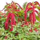 Amaranth LOVE LIES BLEEDING Tassel Flower Callaloo RED Non-GMO Edible 1500 Seeds