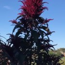 Amaranth OPOPEO Red Flower Edible Leaves & Grain Microgreens Non-GMO 1500 Seeds