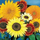 Sunflowers ALL SORTS MIX 7 AMAZING Varieties RARE Dwarf & Tall Non-GMO 100 Seeds
