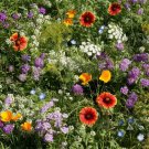 Wildflower Mix BENEFICIAL INSECTARY BLEND Flower Garden Heirloom 1000 Seeds
