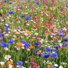 Wildflower Mix SPRING INTO SUMMER Blooms Flowers 44 Species Non-GMO 500+ Seeds
