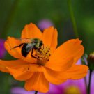 Cosmos CRAZY Bright ORANGE SULPHUR TALL Semi-double Blooms Non-GMO 100 Seeds