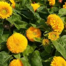Sunflower SUNGOLD Fuzzy DOUBLE DWARF 2-3' Pollinators Love Non-GMO 100 Seeds