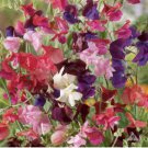 SWEET PEA HEIRLOOM Flower Mix Lathyrus Fragrant 5' Tall Vine Non-GMO 35 Seeds