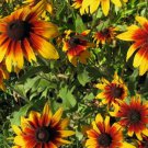 Gloriosa Daisy RUDBECKIA Perennial Heirloom Non-GMO Fall Planting 500 Seeds