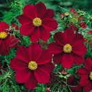 Cosmos VERSAILLES TETRA RED Flowers Pollinators Butterflies Non-GMO 50 Seeds