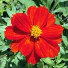 Cosmos COSMIC RED Sulphur Mother Nature's Seeds Pollinators Non-GMO 50 Seeds