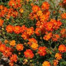 Cosmos BRIGHT LIGHTS Mix Orange/yellow blooms Pollinator Bees Non-GMO 100 Seeds