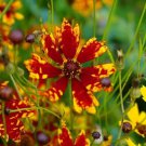 Coreopsis RADIANA TIGRINA Dwarf 12"" Deer/Rabbit Resistant Non-GMO 200 Seeds