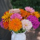 Zinnia CACTUS FLOWERED Mix Huge Blooms 6 Colors Heirloom Non-GMO 200 Seeds