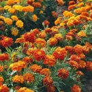 French Marigold SPARKY MIX Red Orange Yellow Dwarf Non-GMO Beneficial 300 Seeds
