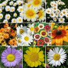 DAISY CRAZY Flower Mix 10 Varieties Painted Shasta & more Non-GMO 500 Seeds